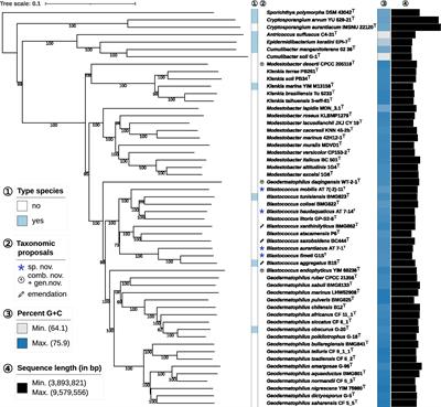 Genotype–phenotype correlations within the Geodermatophilaceae